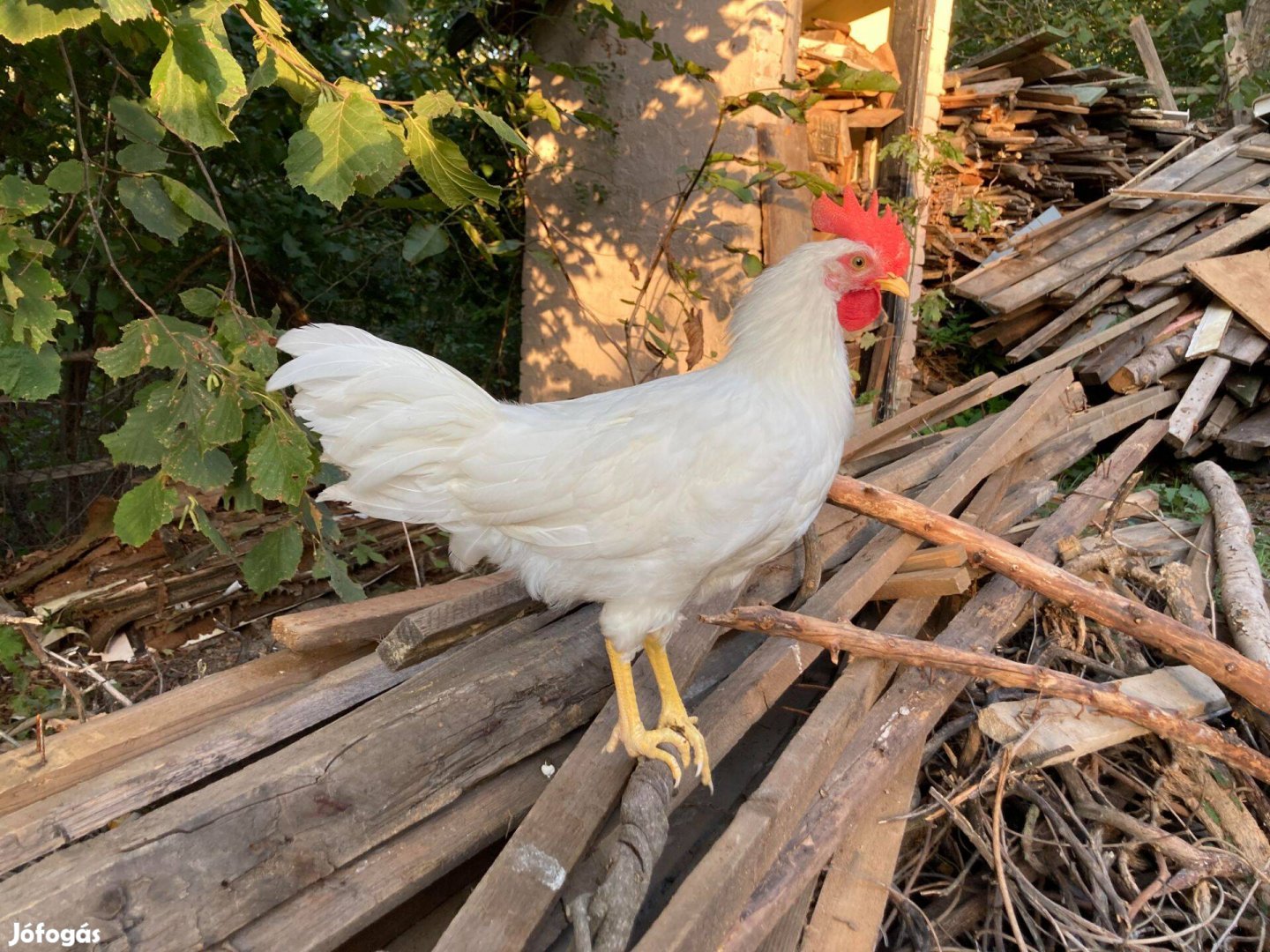 Leghorn és Marans kakasok