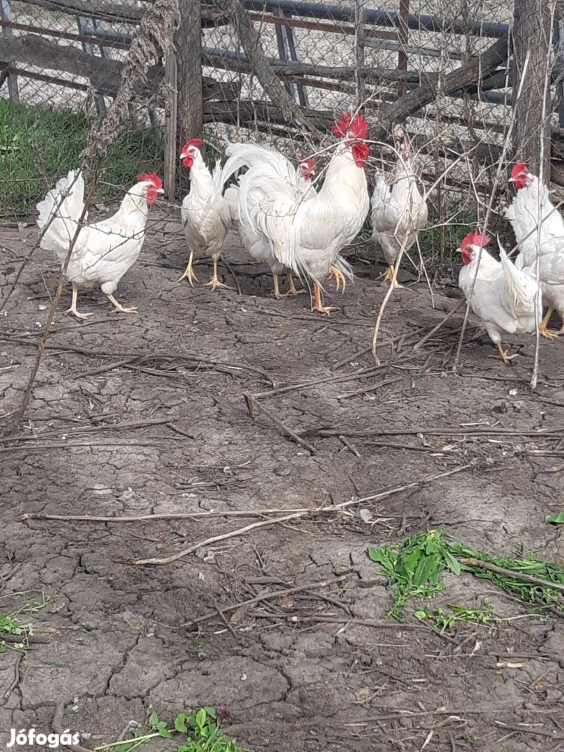 Leghorn jércék és kakasok eladók