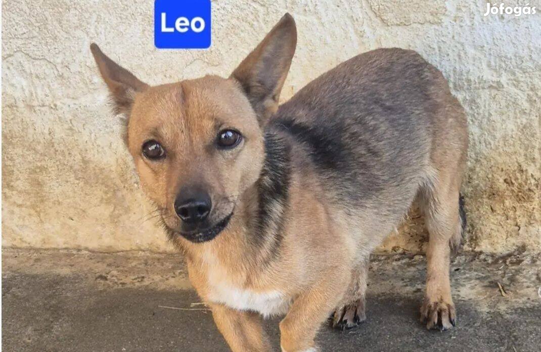 Leo: 4 éves kan örökbe fogadható