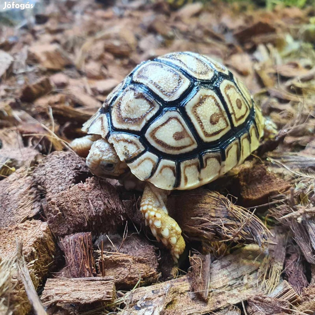 Leopárd teknős eladó