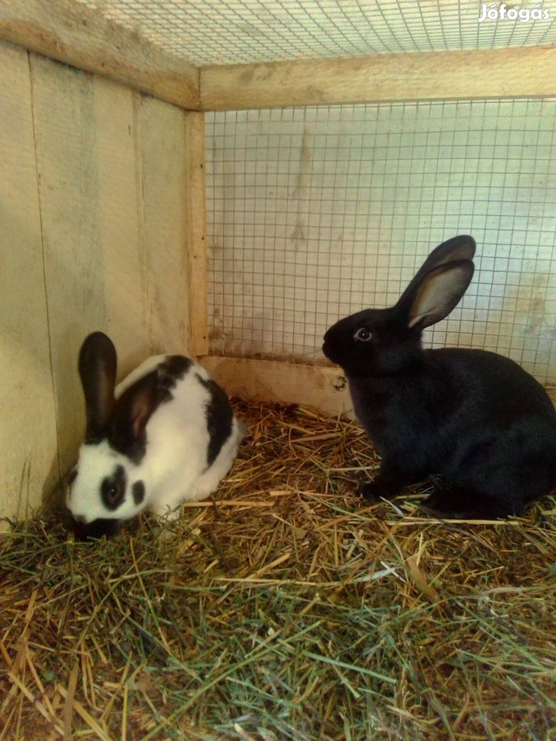 Lepke tarka keverék nyulak eladók