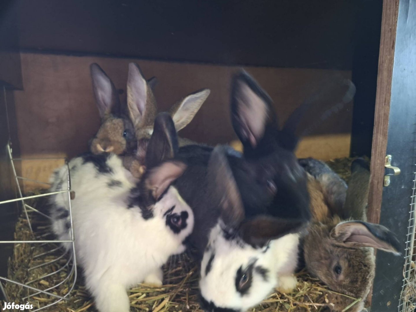 Lepketarka és házi nyulak