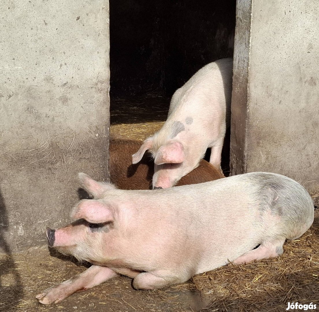 Levágásra vagy továbbtartásra kocák eladóak