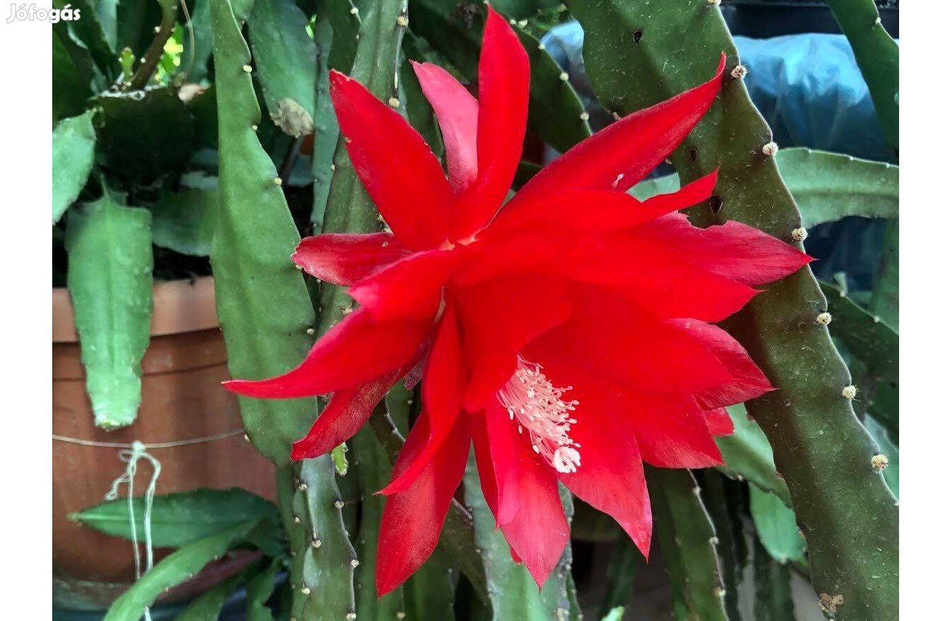 Levélkaktusz - Epiphyllum - piros virágú szobanövény kaktusz
