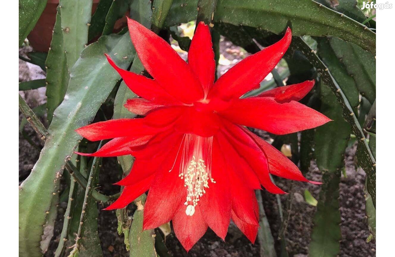 Levélkaktusz - Epiphyllum - piros virágú szobanövény levél kaktusz