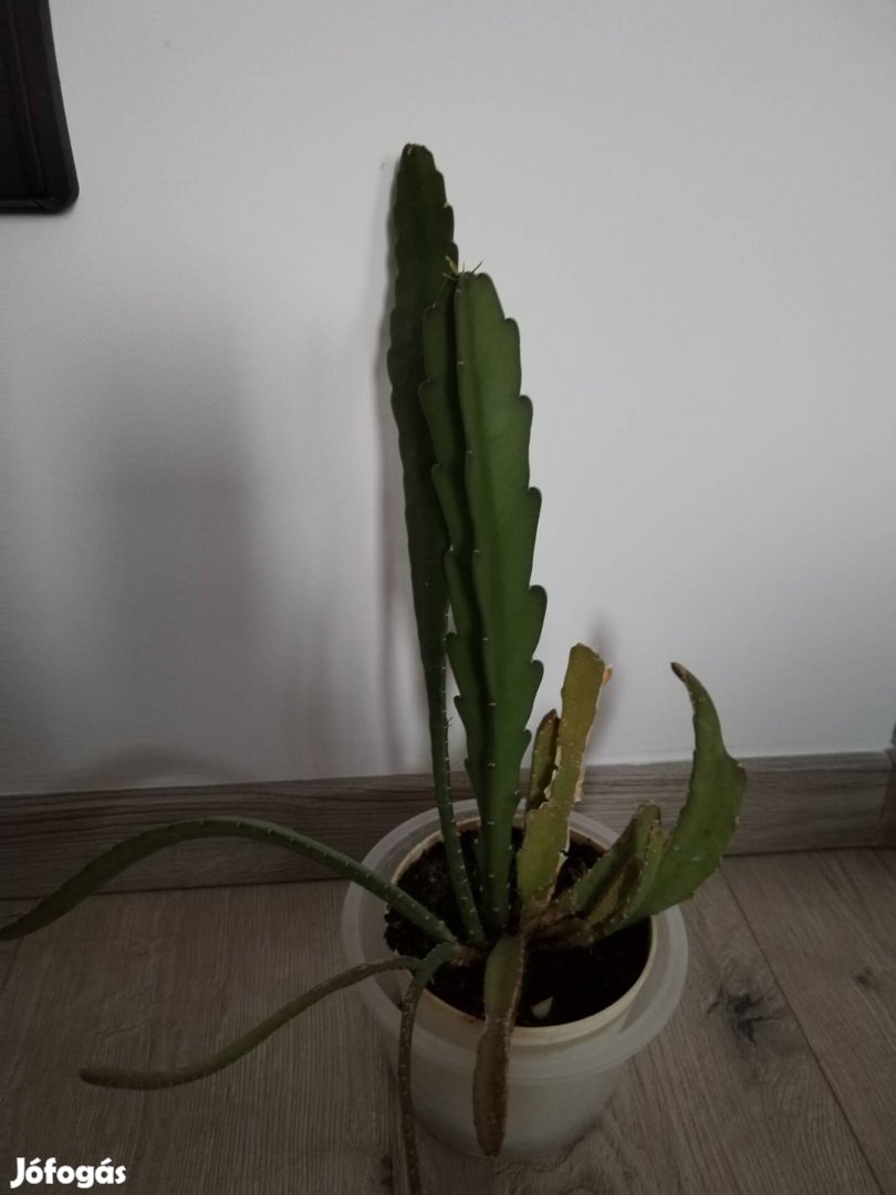 Levélkaktusz eladó