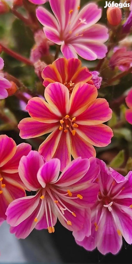 Lewisia, Változékony dohánygyökér virágmag