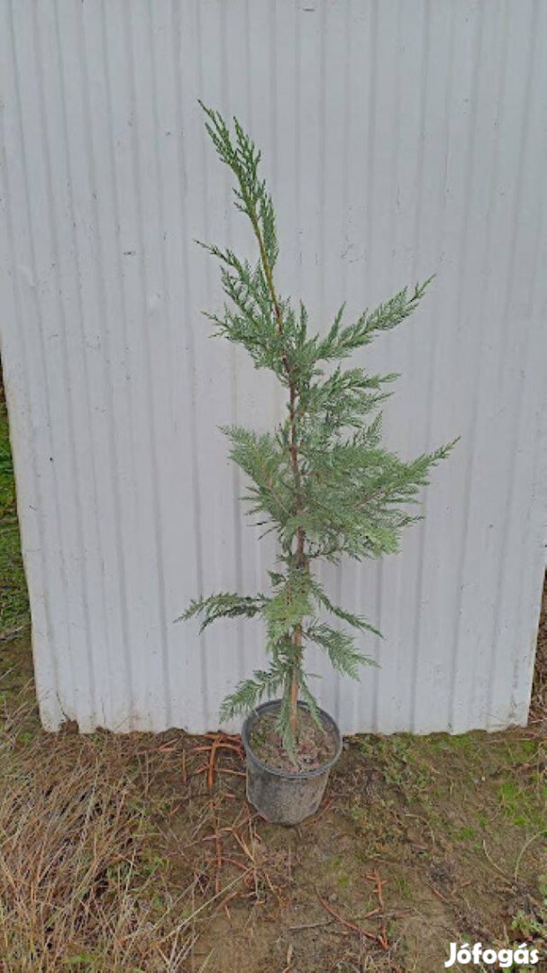 Leyland ciprus kont.eladó