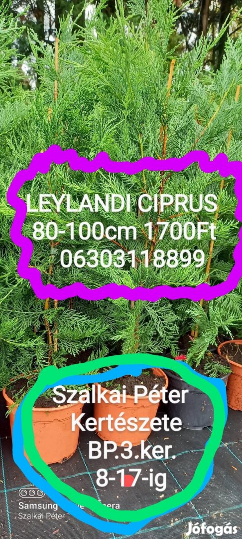 Leylandi Ciprus 80-100cm 1700Ft 06303118899 Telefonáljon!