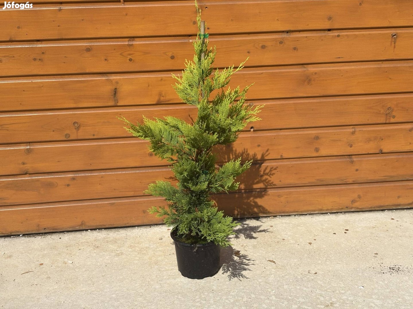 Leylandi Ciprus Gold Rider 40-50cm Termelőtől! Országosan!