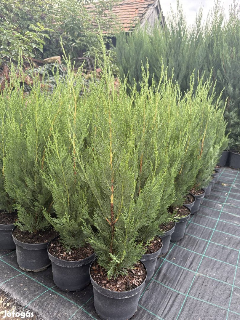 Leylandi Ciprus Green Rocket Oszlopos 70-80cm! Termelőtől!