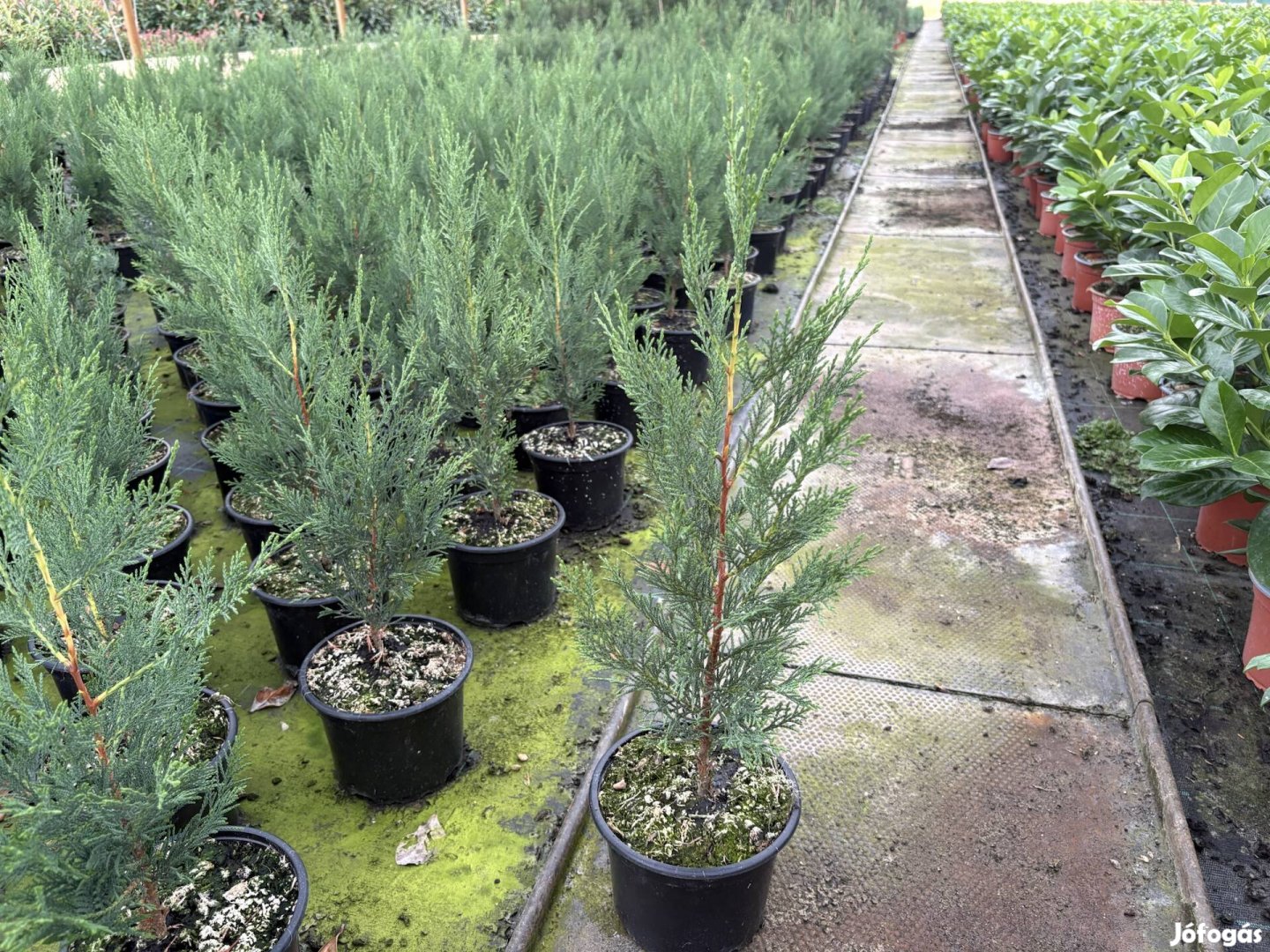 Leylandi Ciprus Oszlopos 4050cm! Termelőtől akár szállítva!