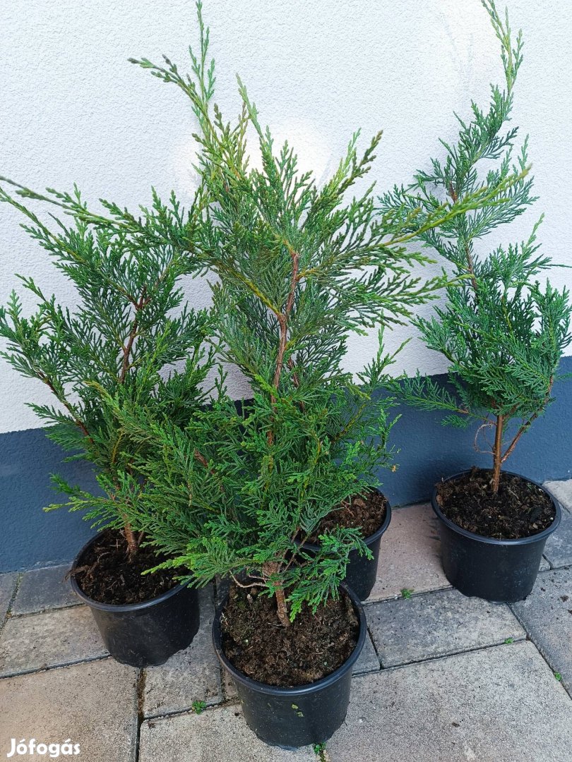 Leylandi Ciprus tövek eladók! Kedvező árú sövénynövény!