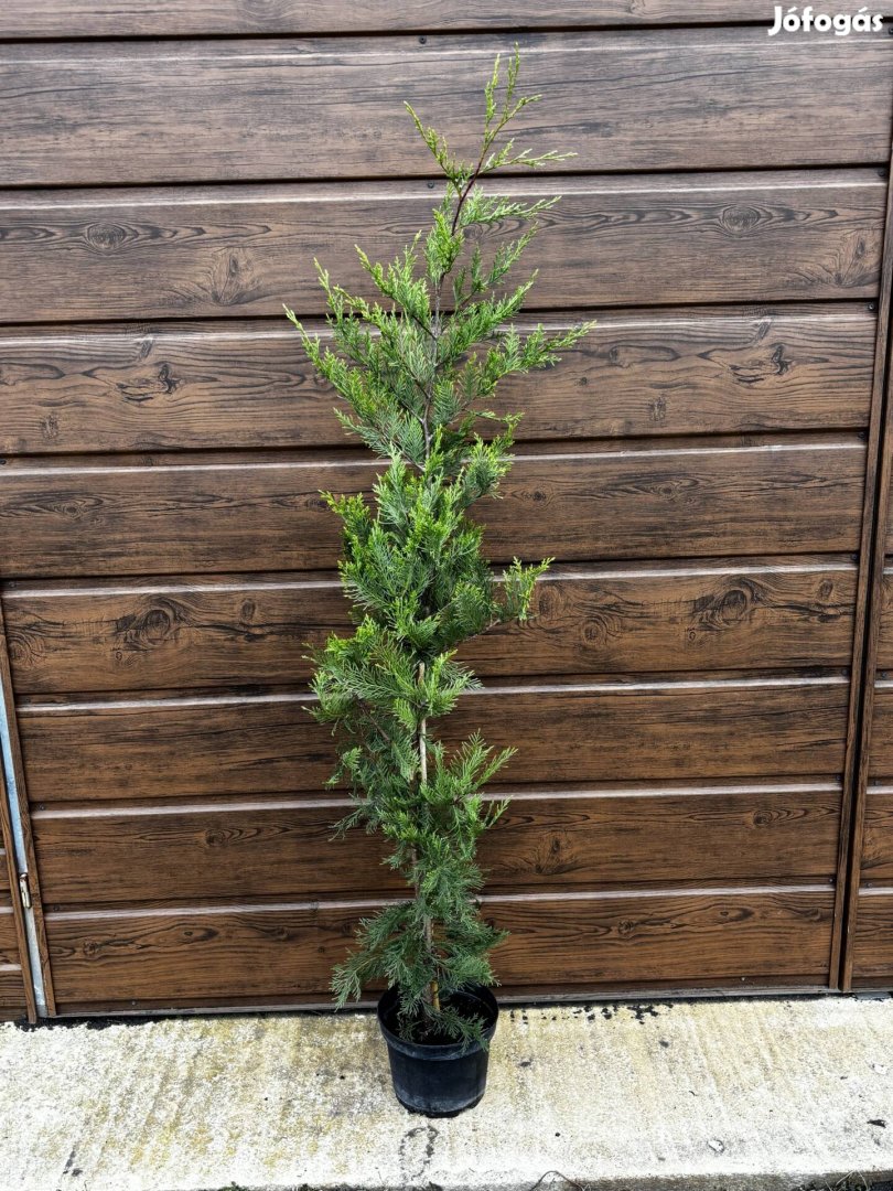 Leylandi ciprus 140cm