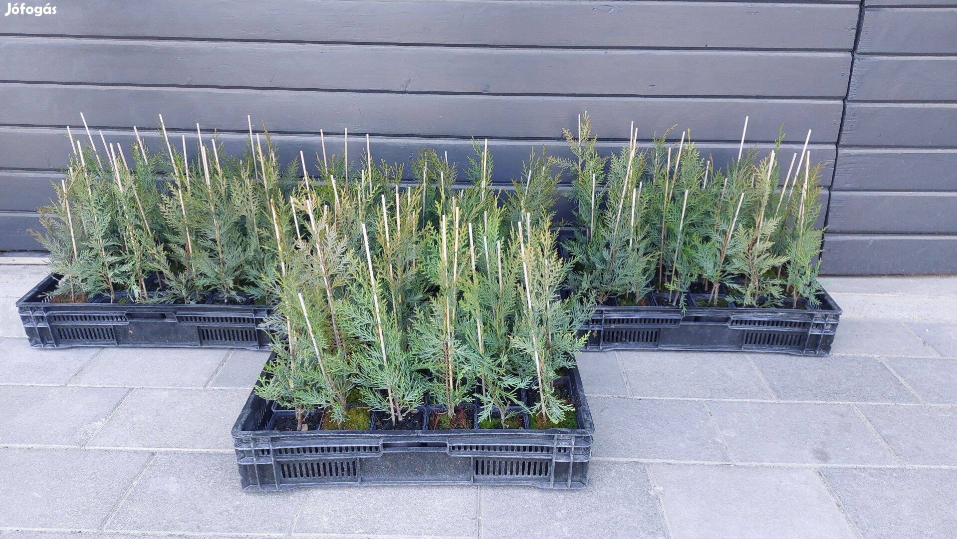 Leylandi ciprus 25-35cm