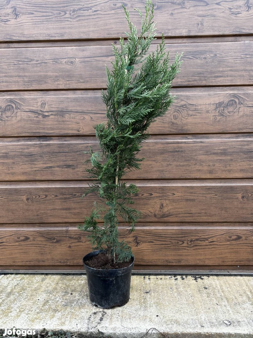 Leylandi ciprus 70-80cm