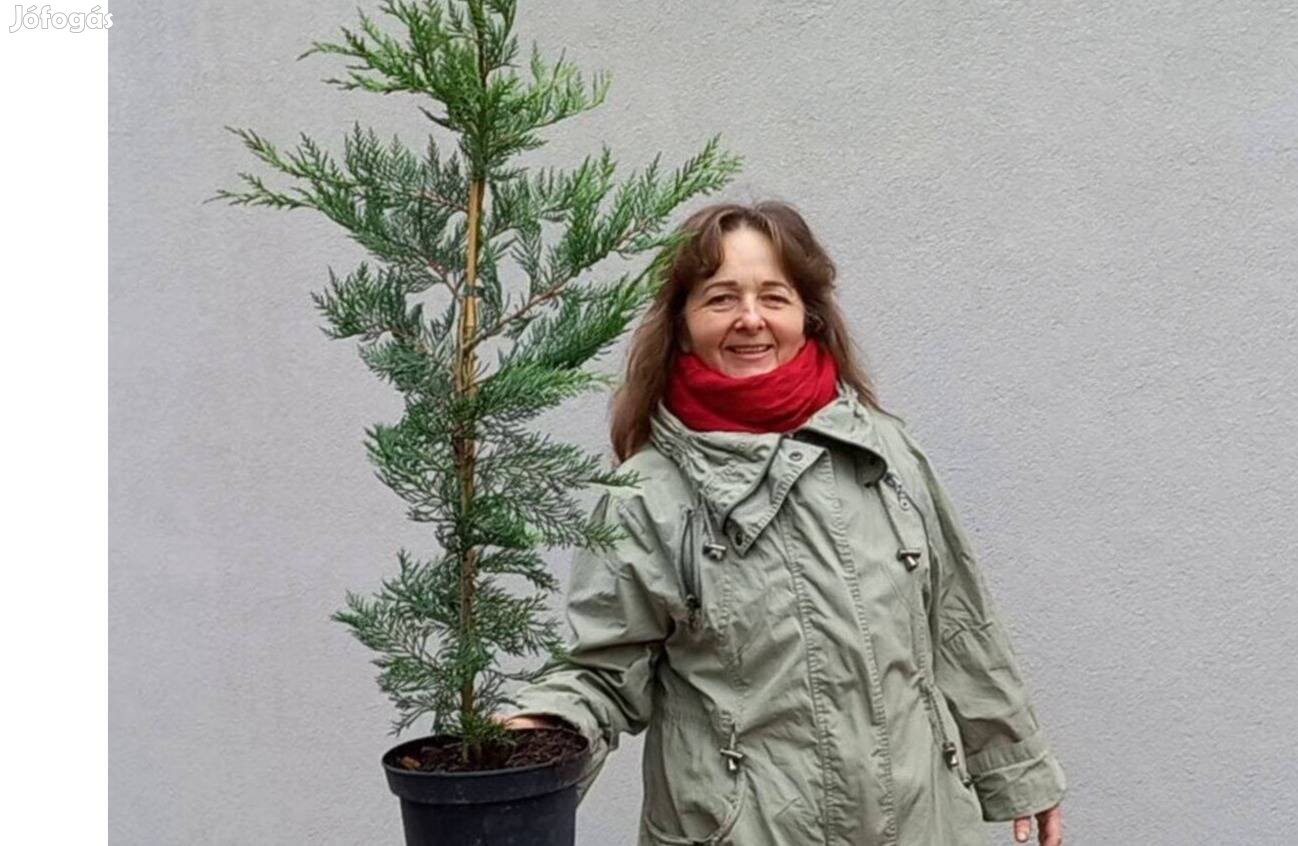 Leylandi ciprus, korallberkenye, kakiszilva, pekándió, málna növény