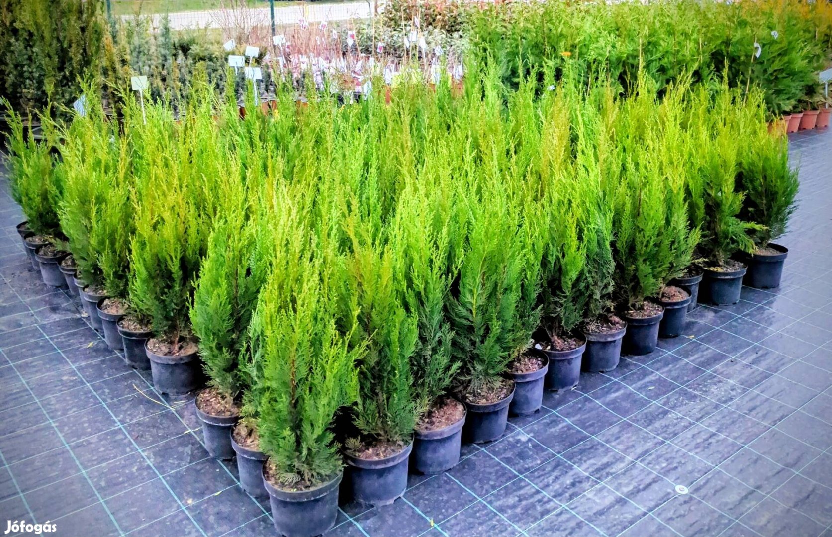 Leylandi ciprus green rocket oszlopos sövény bokor