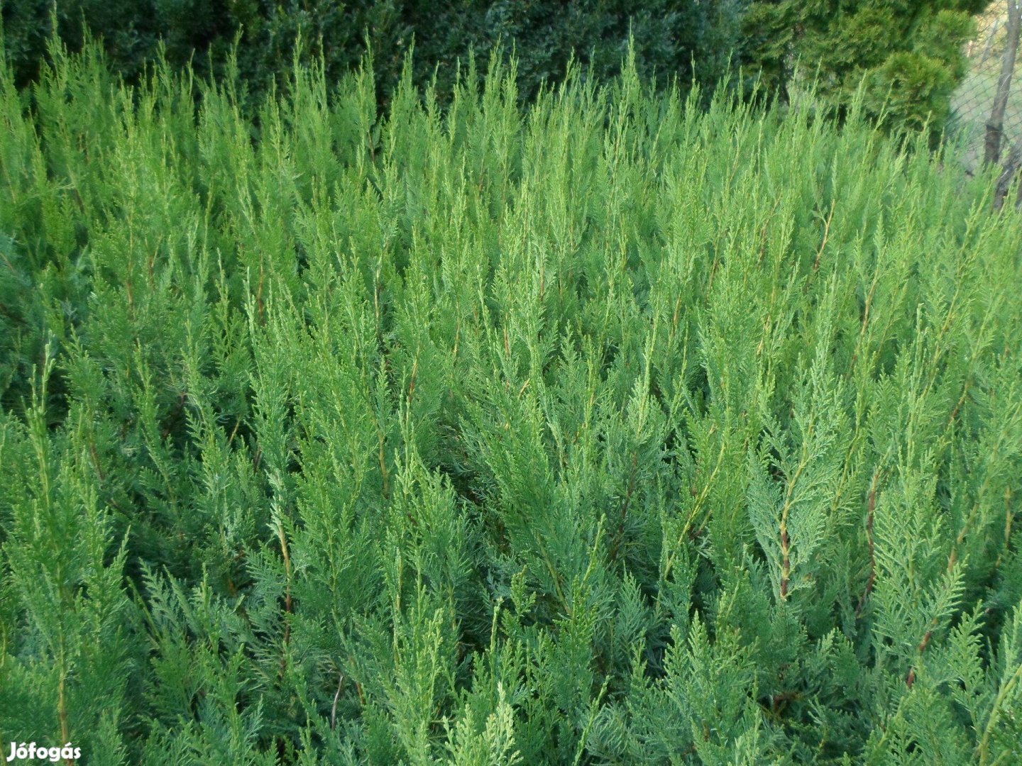Leylandi ciprus gyors növekedésű örökzöld sövény