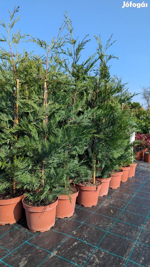 Leylandi ciprus lejlandi örökzöld sövény bokor