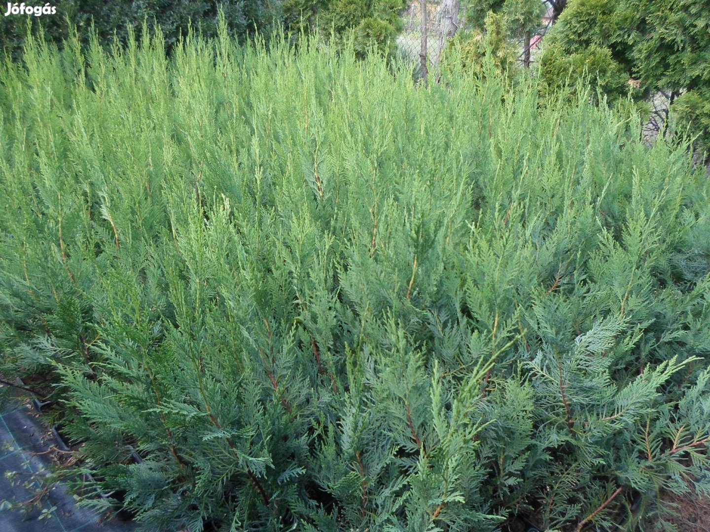 Leylandi ciprus szép,egészséges gyors növekedésű 60-70 cm