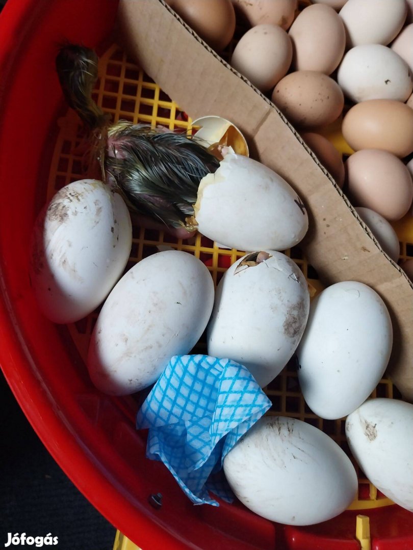 Liba és magyar kacsa tojás keltetni eladó