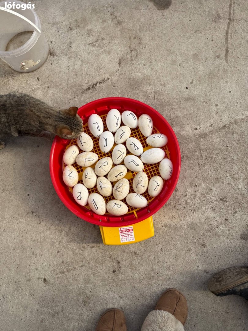 Liba tojás eladó Győr