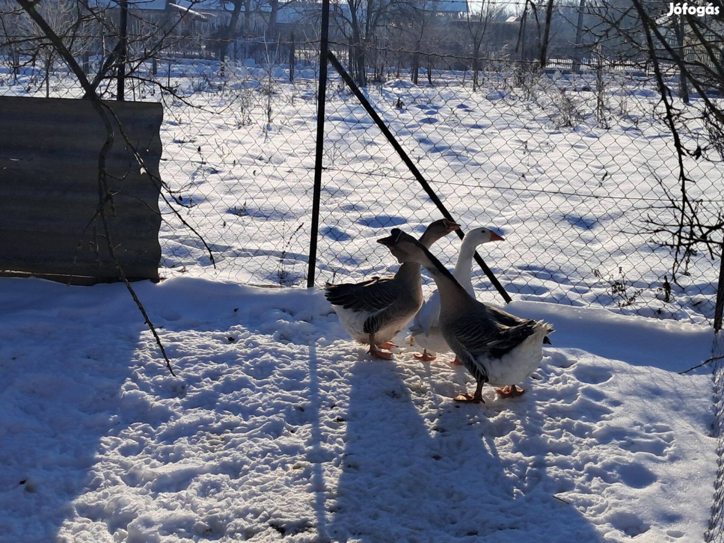 Libacsalád 2 tojó 1 gúnár