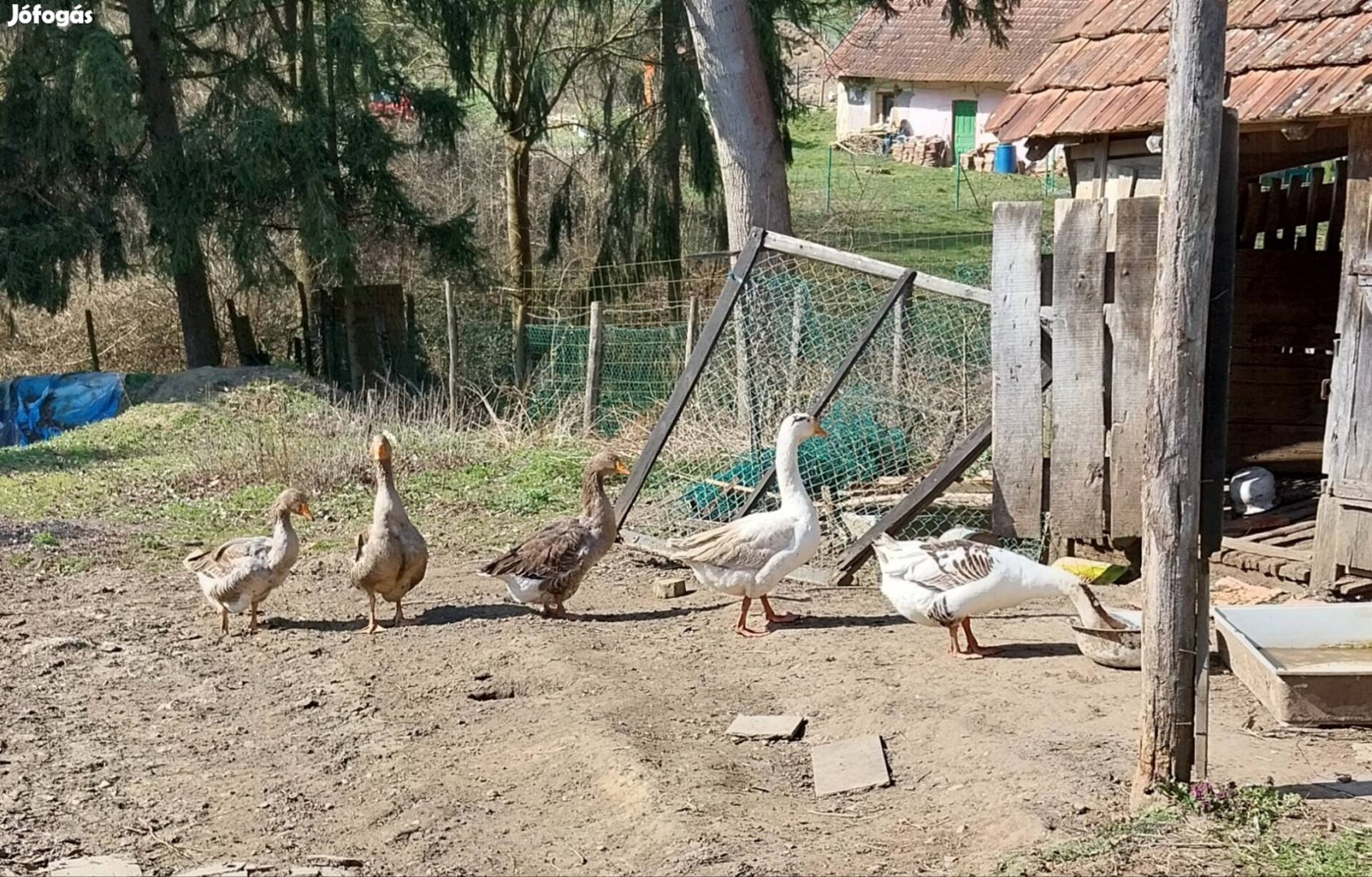 Libák költöznének