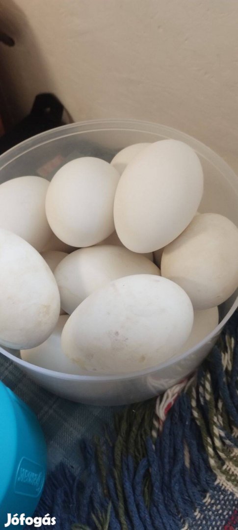 Libatojás liba tojás keltetni