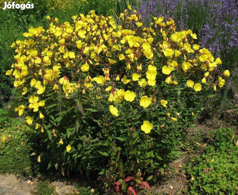 Ligetszépe sárga Oenothera fruticosa