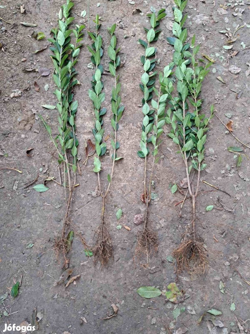 Ligustrum (fagyal) csemete eladadó