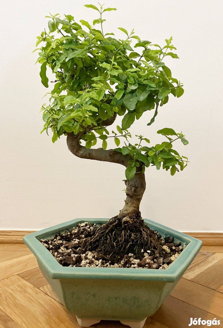 Ligustrum bonsai