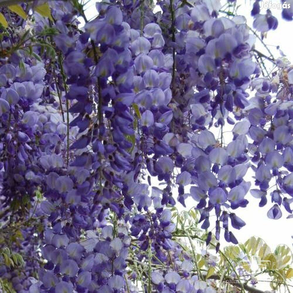 Lila akác Wisteria sinensis magról nevelt