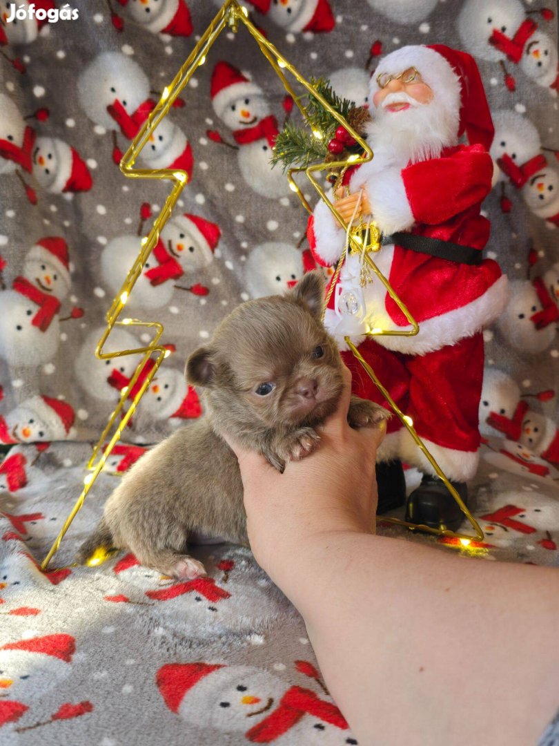 Lila hosszú szörű csivava chihuahua kisfiú törzskönyves