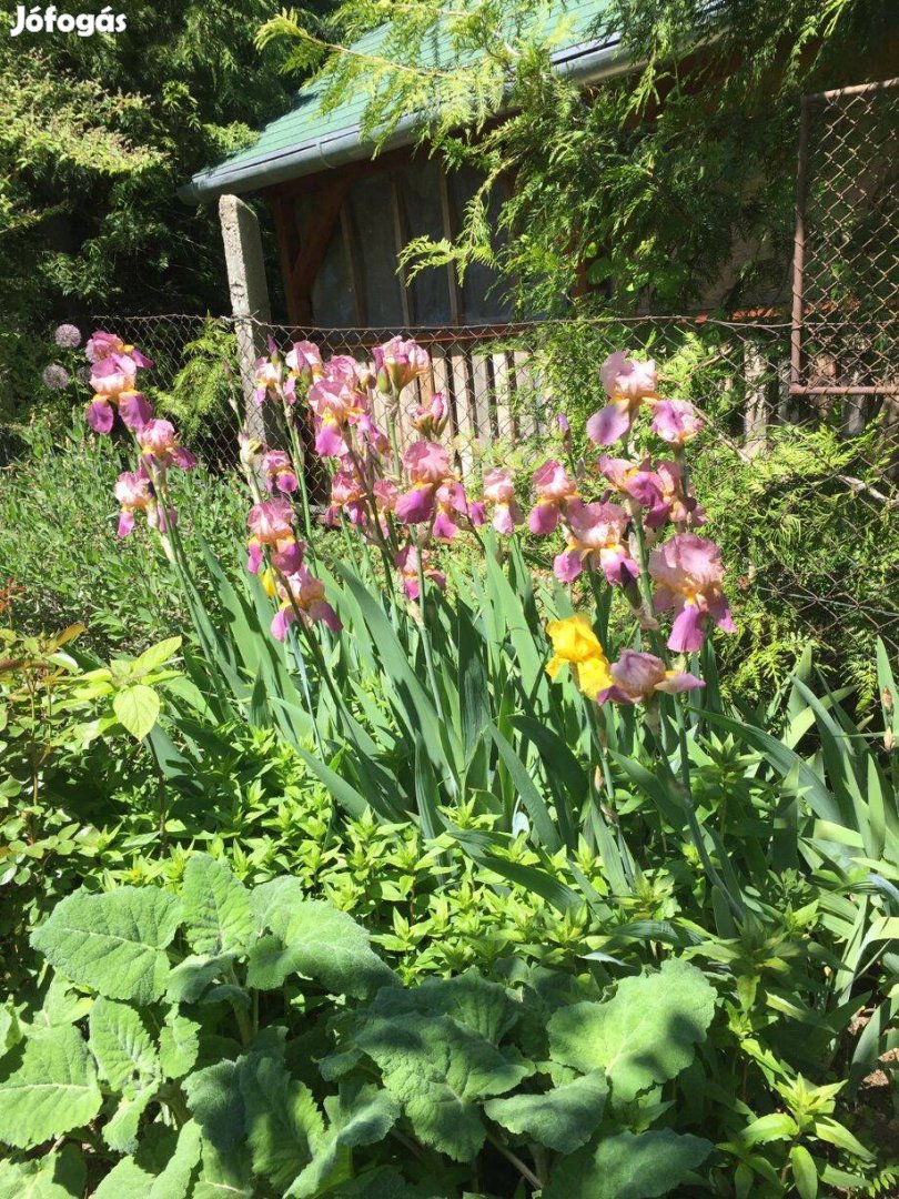 Lila kerti magas irisz liliom évelő