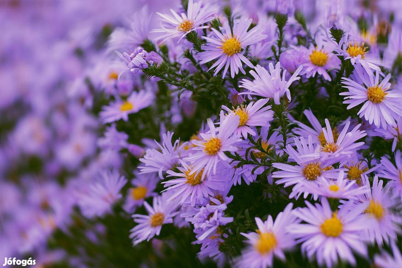 Lila őszirózsa Aster amellus magas