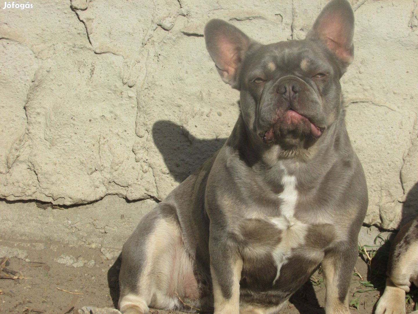 Lila tan fluffy génes francia bulldog szuka