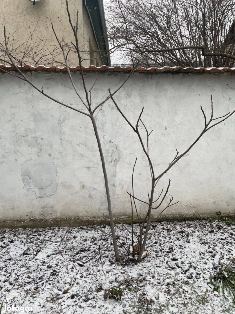 Lila termésű fügebokor eladó!