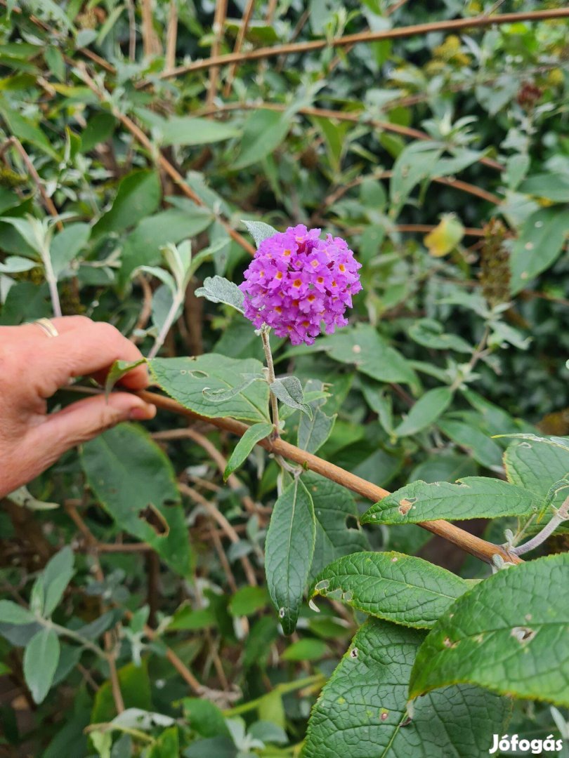 Lila virágú illatos nyáriorgona (Buddleja davidii) gyökeres növények