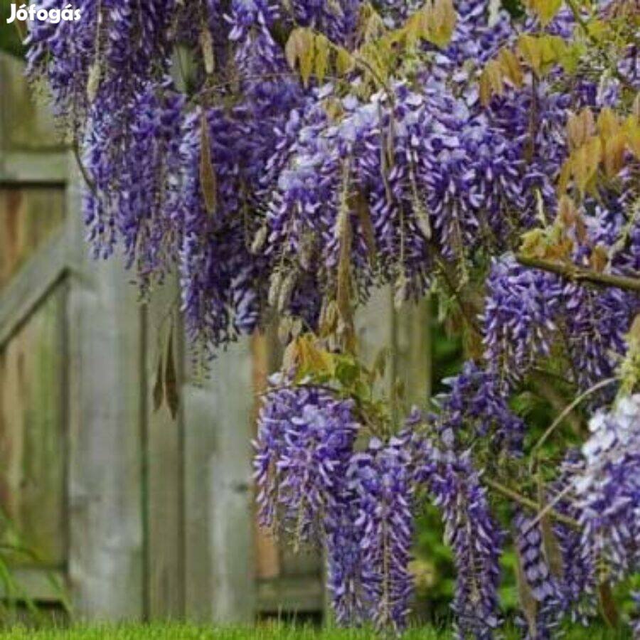 Lilaakác Wisteria sinensis