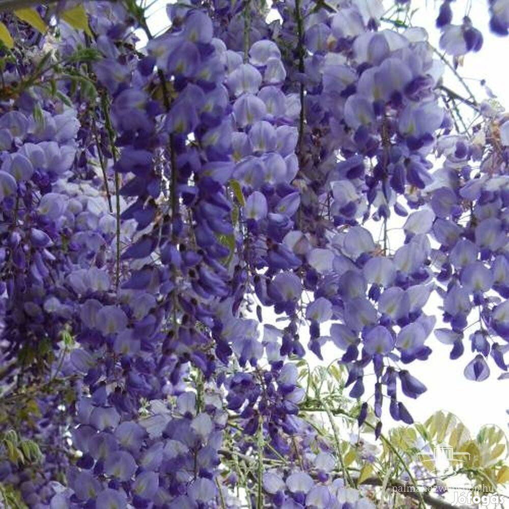 Lilaakác Wisteria sinensis futónövény