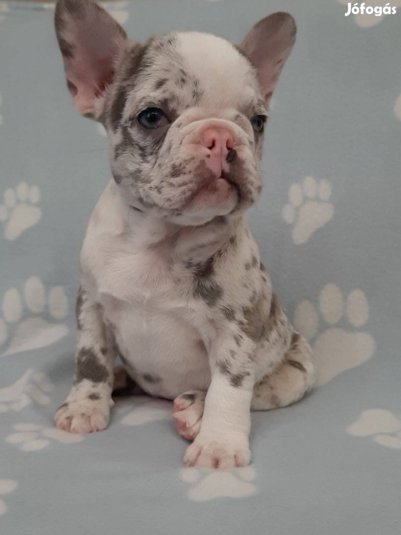 Lilac merle francia bulldog eladó kék szemű blue fawn merle