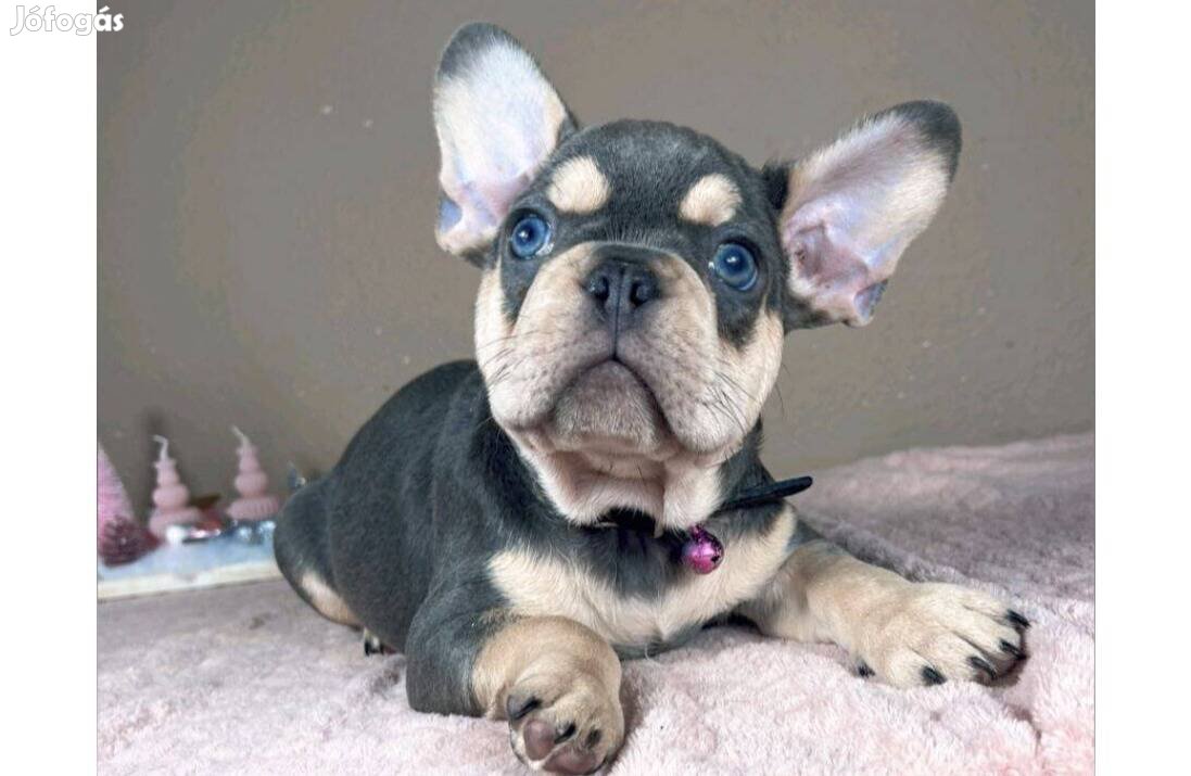 Lilac tan francia bulldog kisfiú