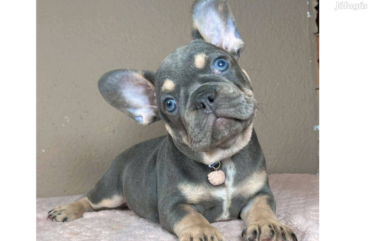 Lilac tan kisfiú francia bulldog