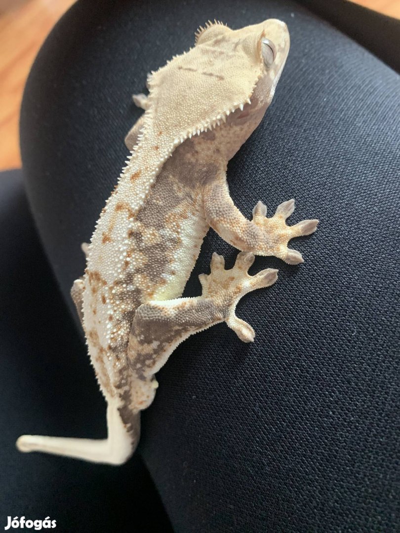 Lily white vitorlás gekkó