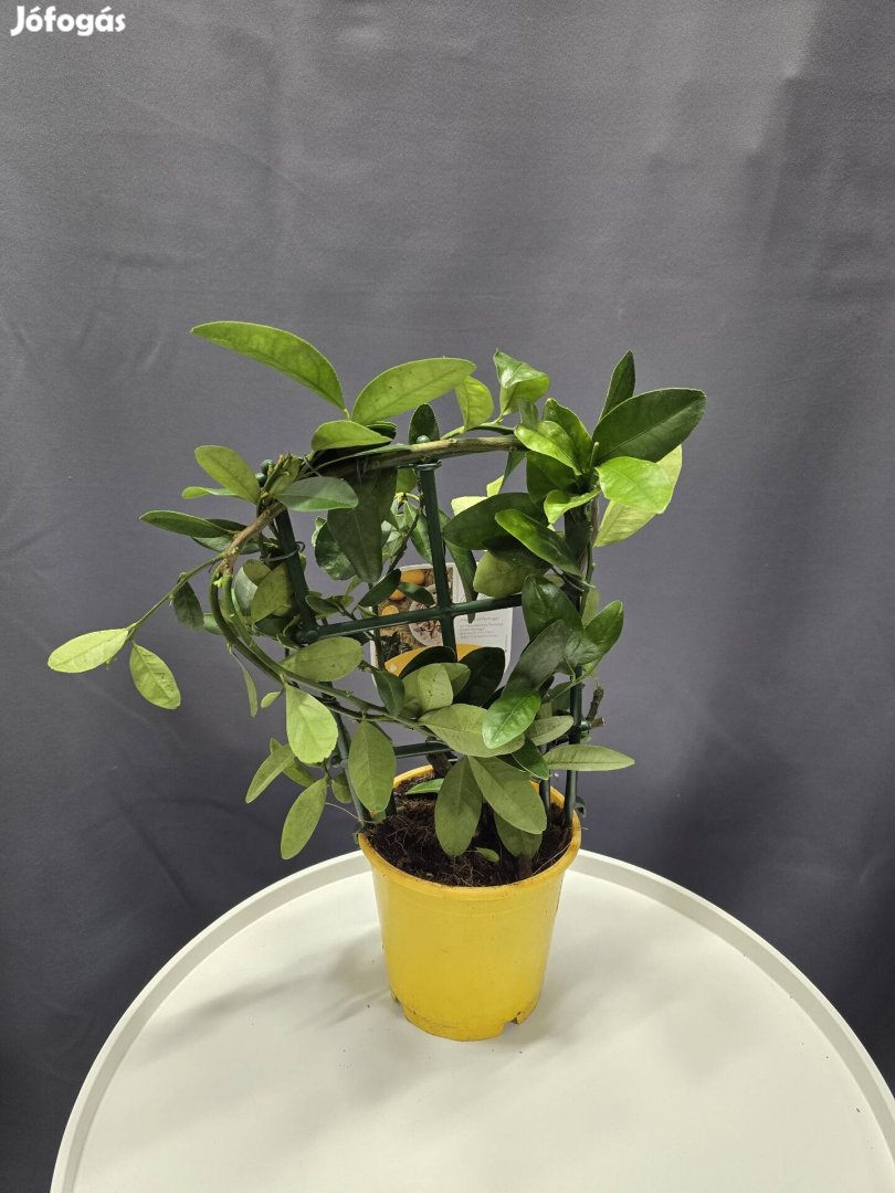 Limequat       
