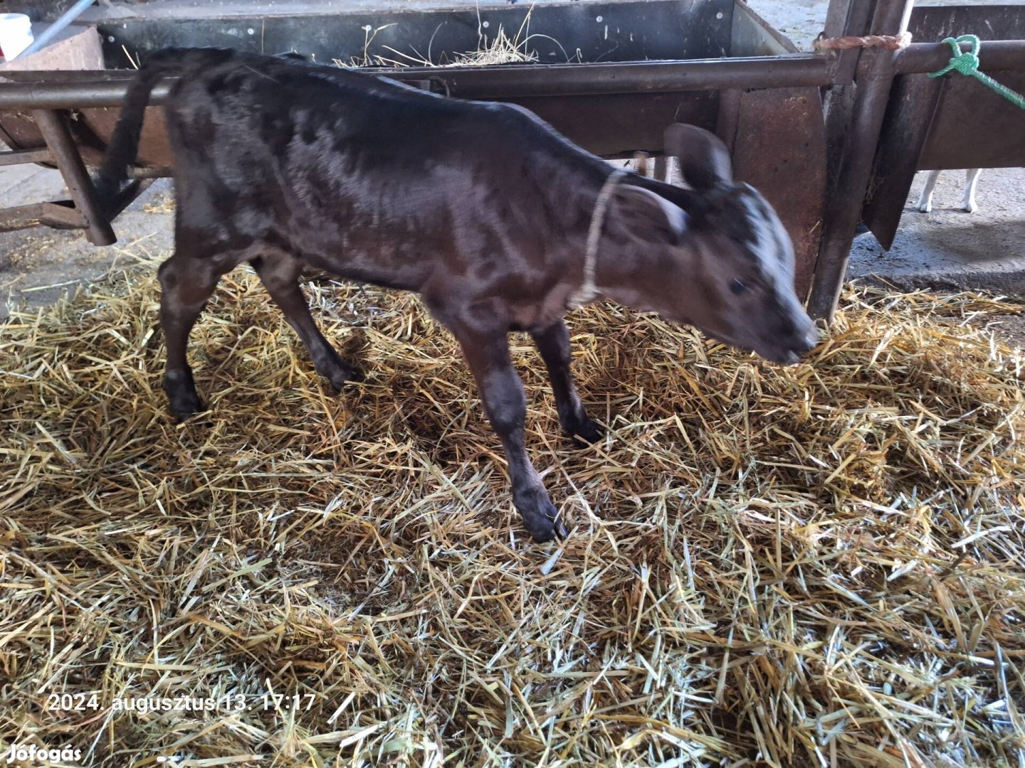 Limousin  üsző borjú