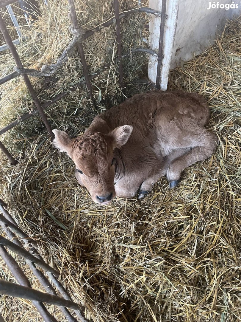 Limousin bika borju 