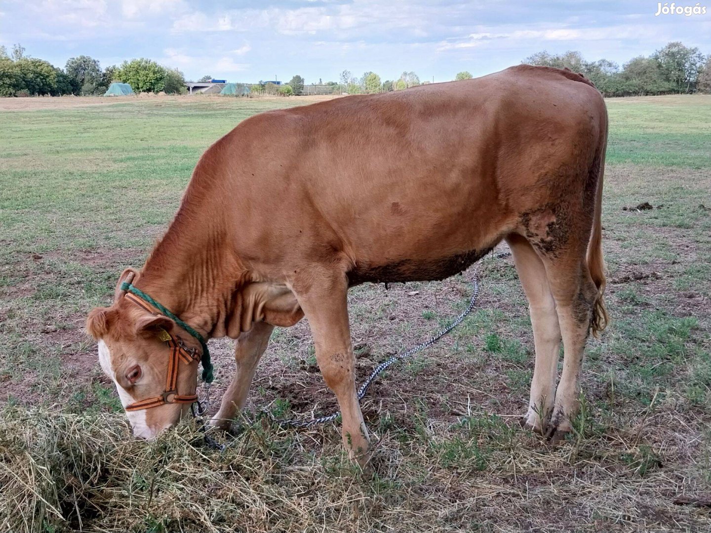 Limousin borjú